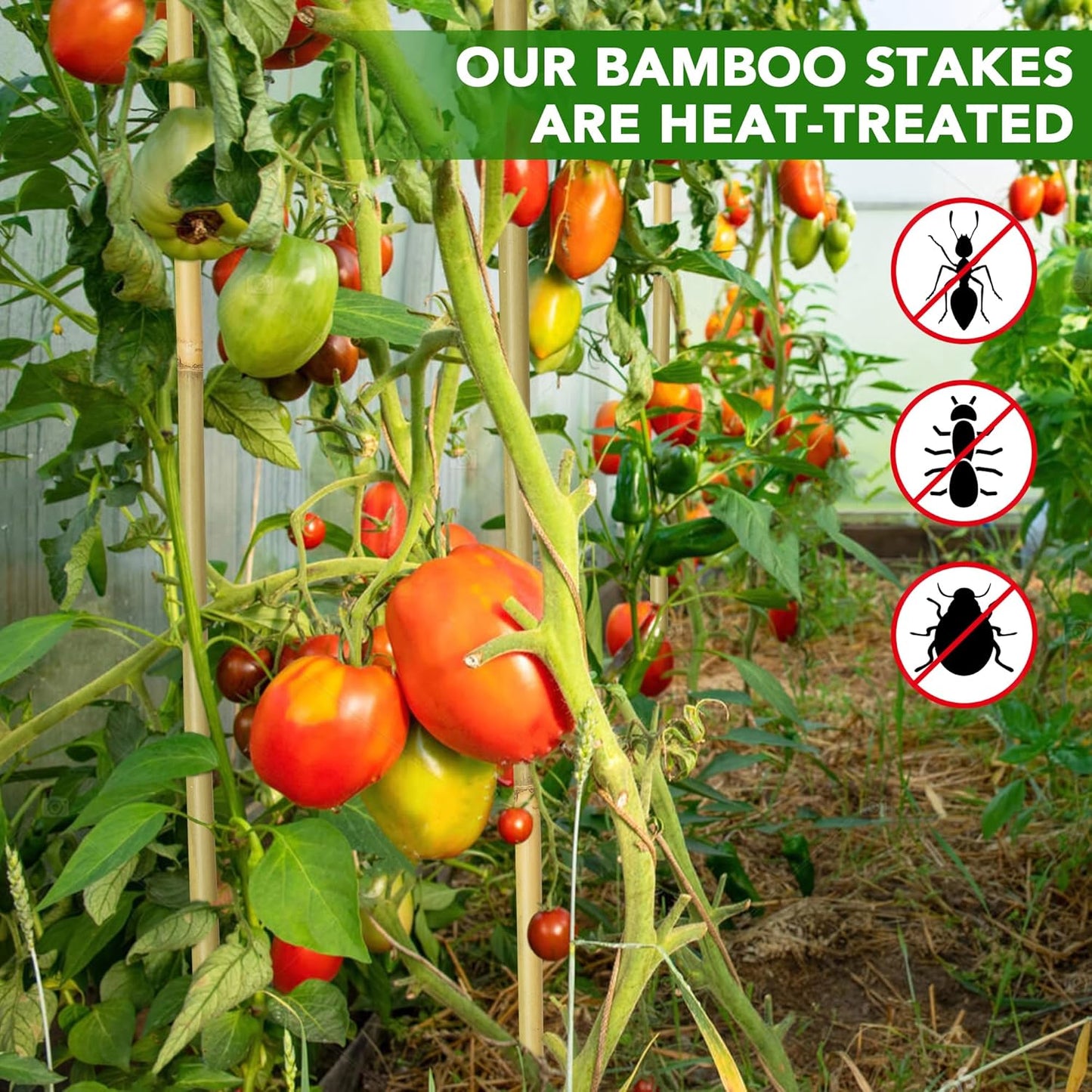 50 Pcs Bamboo Stakes for Plant 6 Feet (70.8 inch), Garden Bamboo Plant Stakes for Plants Support, Climbing Plants, Tomatoes, Sunflowers, Beans, Potted Plants, Trees