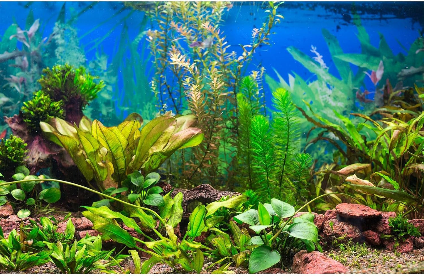 Aquarium Background Various Underwater Grass Plants Aquarium Backdrop Vivid and Fresh Green Aquatic Plants Stone River Bed and Dead Wood Purple Stone Fish Tank Background 72x18in