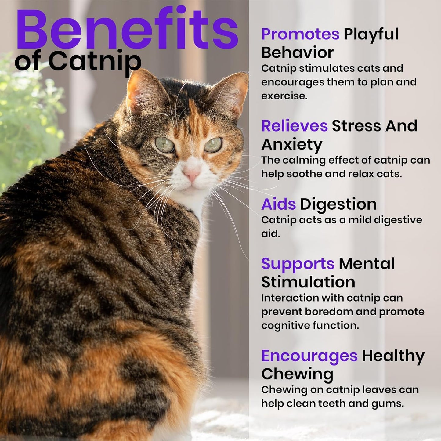 NatureZ Edge Catnip Seeds for Planting, 6.5 Grams, 11,000+ Herb Seeds, Indoor or Outdoor Growing, Your Cat Will Love Them, Non-GMO