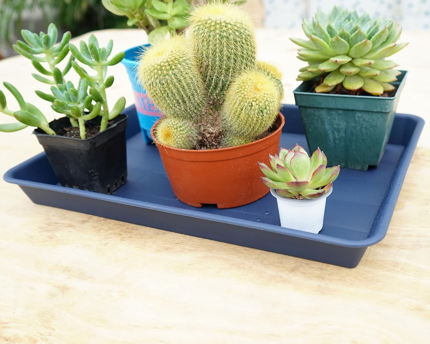 Plant Growing Trays 2 Pack, Plant Tray, 14.5"x11", Heavy Sturdy Plastic Plant Saucer Seed Trays, Seedling Starter Tray, Plant Drip Trays for Indoors, Seed Starter Growing Tray (Blue)