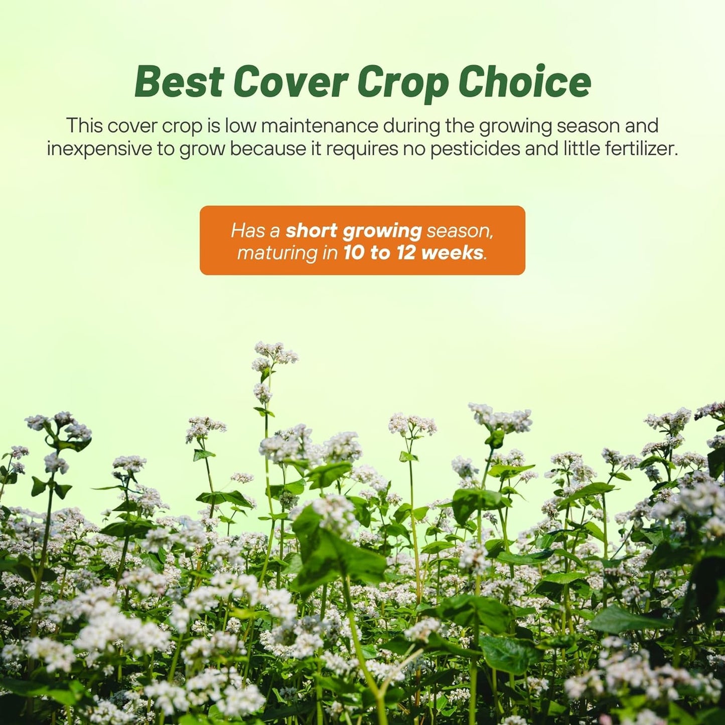 Outsidepride Buckwheat Seeds - 1oz Annual, Fast-Growing, Easy to Grow Buckwheat Cover Crop Seeds for Green Manure, Bee Pasture & Pollinators, Wildlife Habitat, Soil Improvement, and Erosion Control