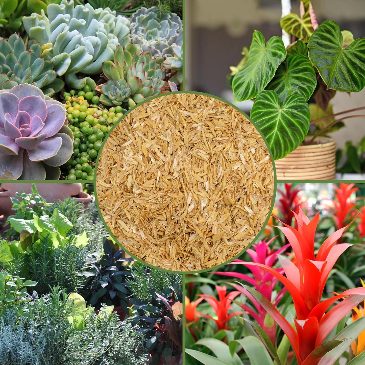 Organic Horticultural Grade Rice Hulls (1 Quart); All-Natural Soil Amendment for Houseplants, Gardening, Seed Starting & Chicken Bedding
