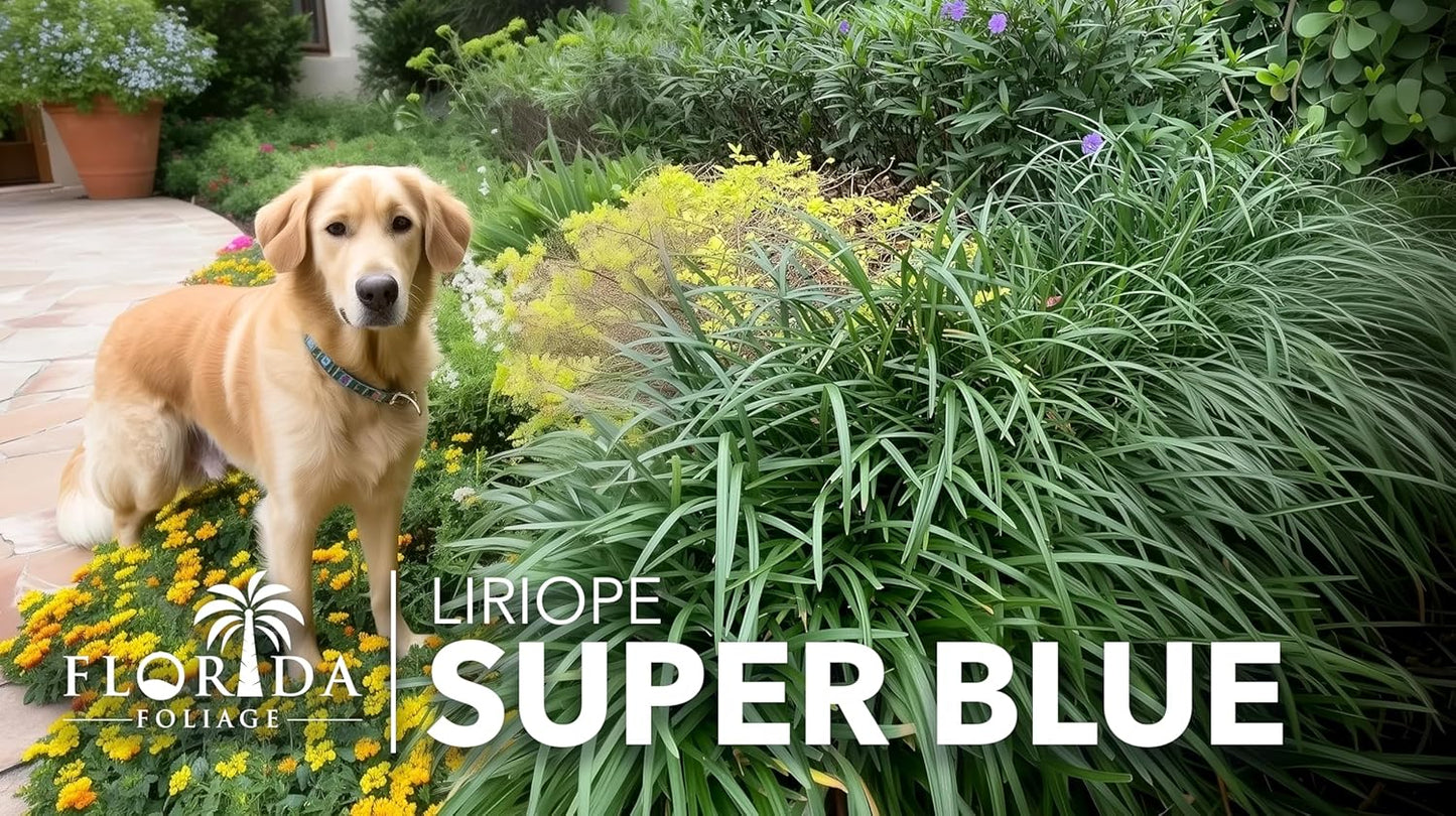 Liriope Super Blue | 3 Live Plants | Liriope muscari 'Super Blue' | Ornamental Ground Cover Plants | Shade-Tolerant Landscaping Perennial