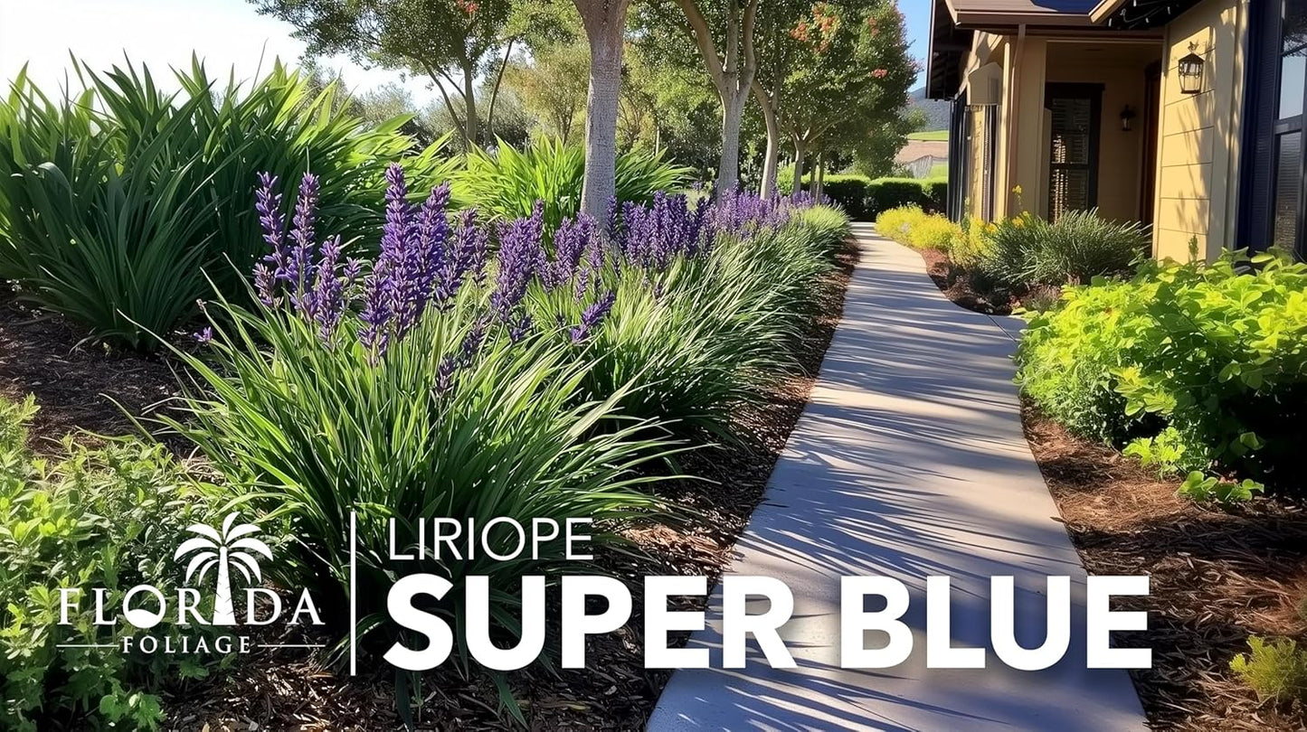Liriope Super Blue | 1 Live 4 Inch Plant | Liriope muscari 'Super Blue' | Ornamental Ground Cover Plants | Shade-Tolerant Landscaping Perennial