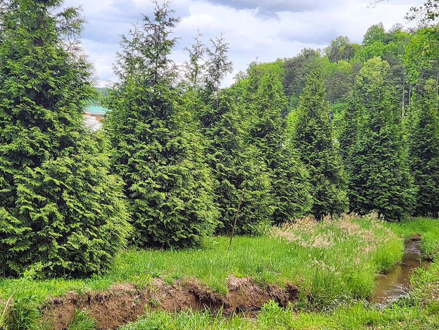 Thuja Green Giant Arborvitae Lot of 6, Quart Pot