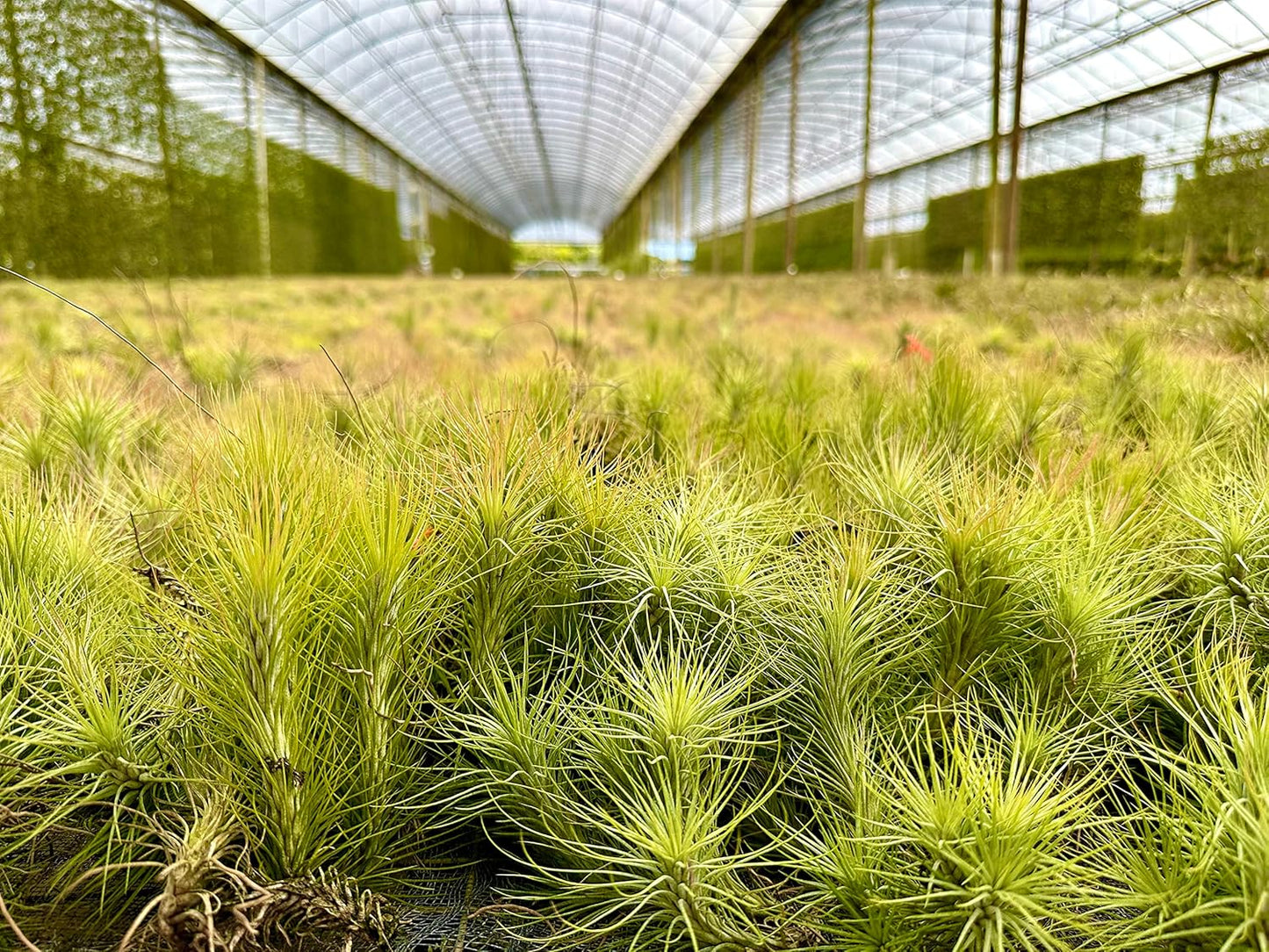 Air Plants - Tillandsia Funckiana, Large 5" - 3ct - Live Arrival Guaranteed - House Plants for Home Decor & Gift